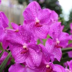 Semi Terete Ruby Prince X Mimi palmer Flowering Size